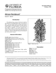 Illicium floridanum Introduction October, 1999 Fact Sheet FPS-277