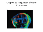 ch 19 gene expression in eukaryotes