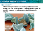 4.5 Cellular Respiration in Detail