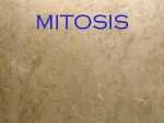 MITOSIS