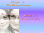 Chapter 14 * The Human Genome