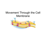 Movement Through the Cell Membrane