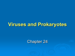 Chapter 24: Bacteria & Viruses