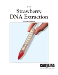 Strawberry DNA Extraction TM.qxd