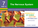 7 The Nervous System ESSENTIALS OF HUMAN