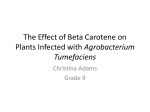 The Effect of Beta Carotene on Plants Infected with