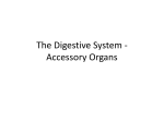 accessory organs