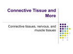 Connective Tissue and More Connective tissues, nervous, and muscle tissues