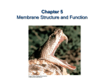 Chapter 5 Membrane Structure and Function