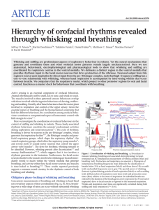 ARTICLE Hierarchy of orofacial rhythms revealed through whisking and breathing
