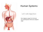 Human Systems Digestive Circulatory and Respiratory