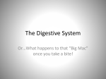 A & P Digestive system