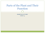 Parts of the Plant and Their Function