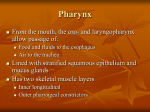 Pharynx