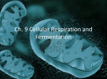 aerobic respiration