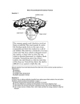 More Viruses-Bacteria-Evolution Practice  Question 1