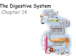 The Digestive System Chapter 14