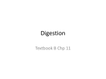 Digestion - WordPress.com