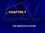 chapter 7 the nervous system