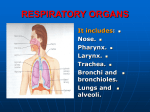 RESPIRATORY__system