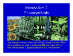 Metabolism 2 Photosynthesis