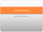 Lung Structure