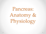 Pancreas: Anatomy & Physiology - bushelman-hap