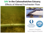 SAV in the Caloosahatchee Estuary; Effects of Altered Freshwater Flow