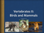 Vertebrates I: Fish, Amphibians, and Reptiles