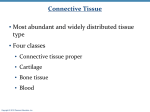 Connective Tissue