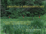 CREATING A BIRD SANCTUARY