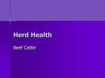 Herd Health Beef Cattle