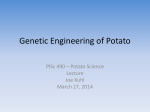 Genetic Engineering - Potato - CALS Projects Web