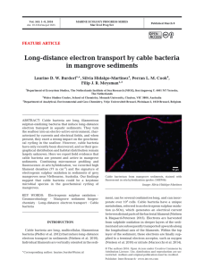 Long-distance electron transport by cable bacteria in mangrove sediments FEATURE ARTICLE