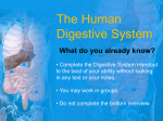 The Human Digestive System