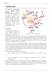 Calvin cycle