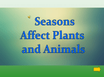 Animals and Different Seasons