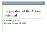 Propagation of the Action Potential