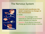 36.1: The Nervous System