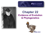 Ch22--Evidence for Evolution v2015