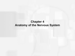 Structure of the Vertebrate Nervous System
