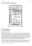 Tutorial 9: Excitatory Postsynaptic Potentials Figure 9: Excitatory