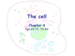 Plasma Membrane