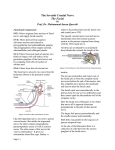 The Seventh Cranial Nerve HO