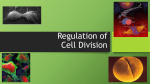 IB 2 Cell Regulation