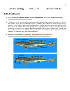 Chordate Lab Handout