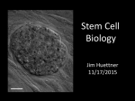 Stem Cell Biology