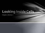 Looking Inside Cells PPT