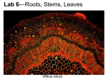 Vascular Tissue - HCC Learning Web