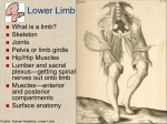 Lower Limb - Larry Frolich